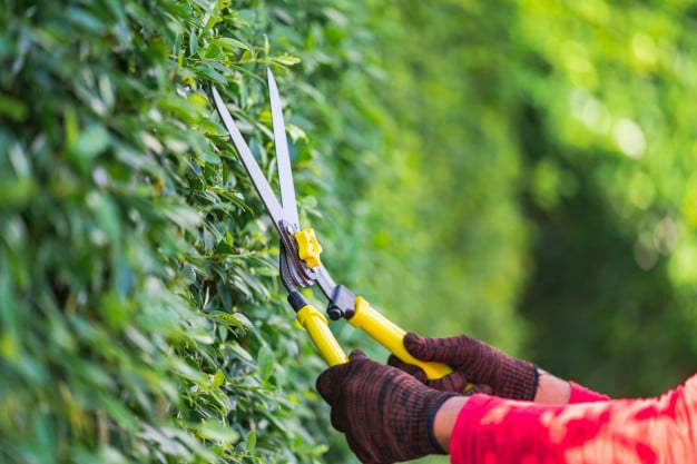 expert tree trimming service, Tree pruning