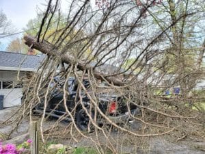 Tree Trimming Service