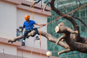 Tree Pruning Experts