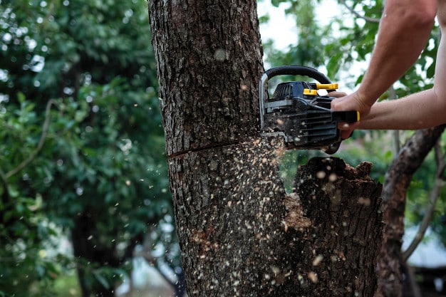 tree removal near me