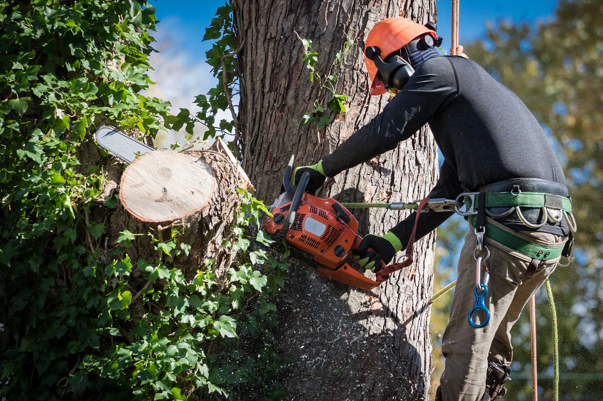 Tree service in Maryland