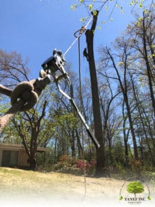 tree trimming service