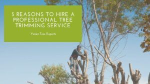 tree trimming service