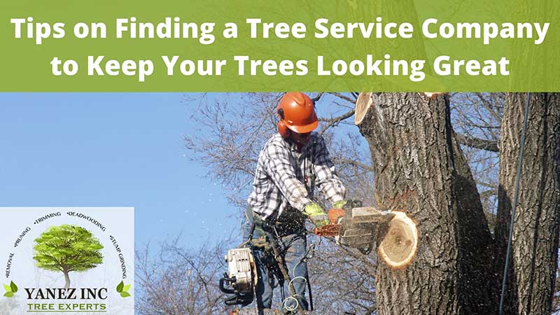 Local Tree Service, Tree Removal Service - Same Day Pros