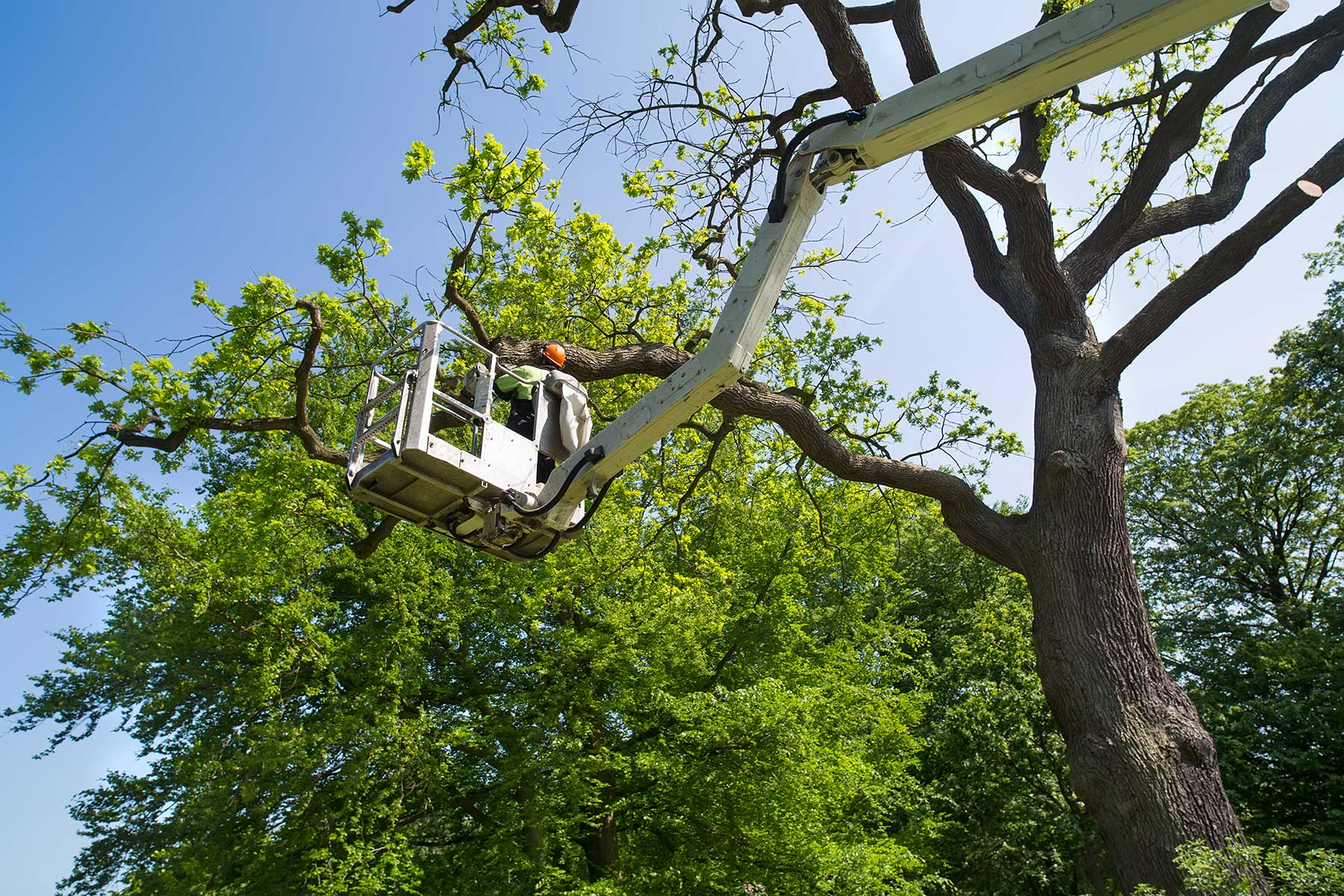 24 Hour Emergency Tree Service