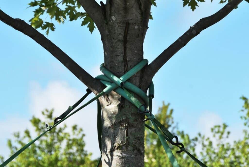 cable bracing trees