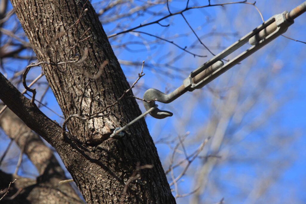 tree cabling and bracing