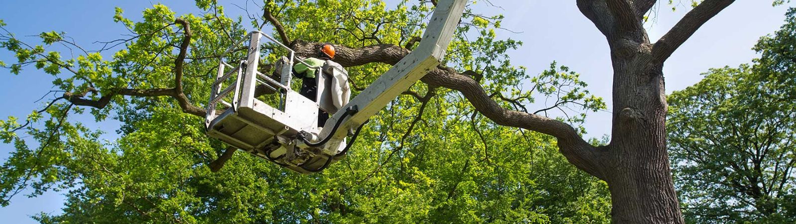 24-HOUR TREE SERVICES