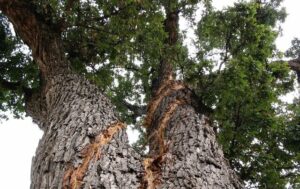 Lightning-Damaged Tree Trunks