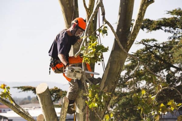 pruning service