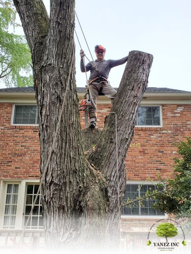 yanez tree service experts