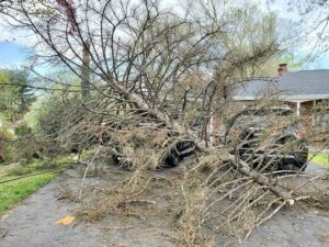 Reasons to Consider Tree Removal company