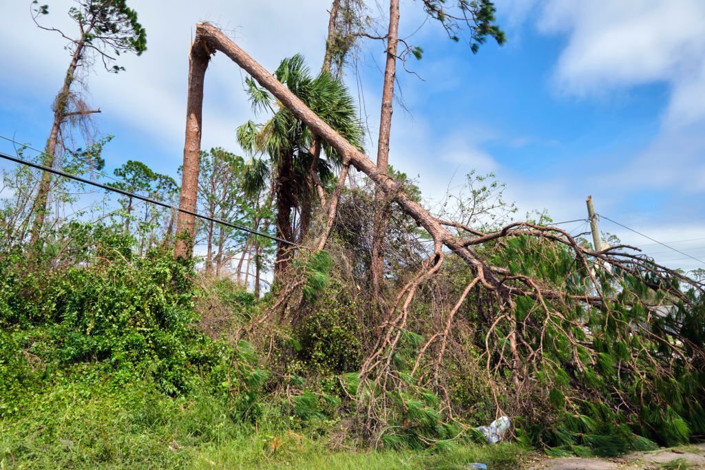 Fallen Tree Removal