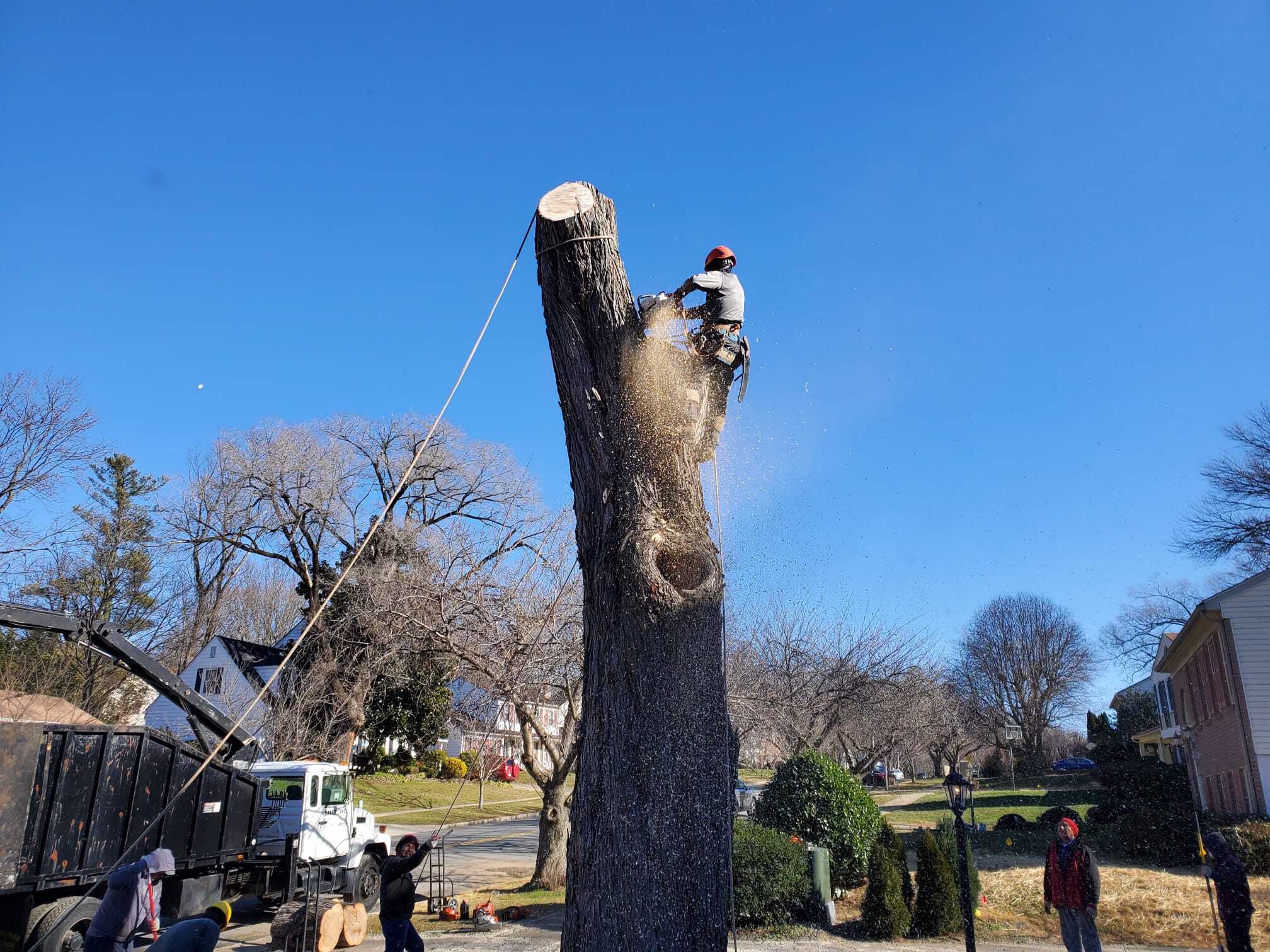 Deadwood tree remove