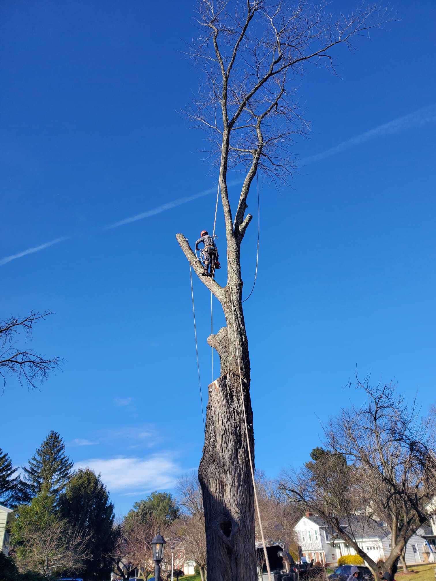 Deadwood Tree Service