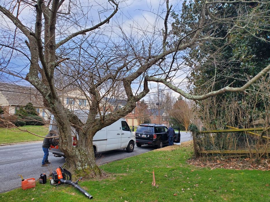 TREE SERVICES IN ROCKVILLE MD