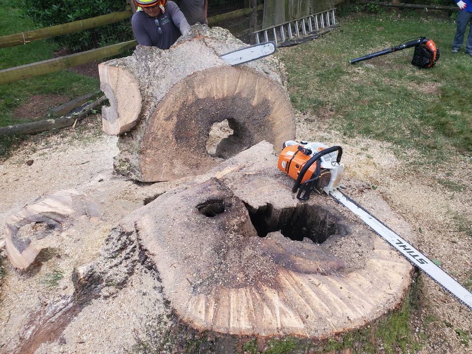 Stump Removal Rockville MD