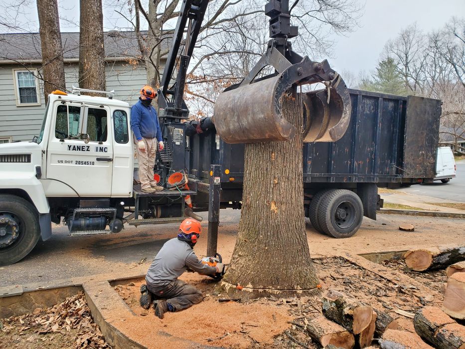 tree removal service