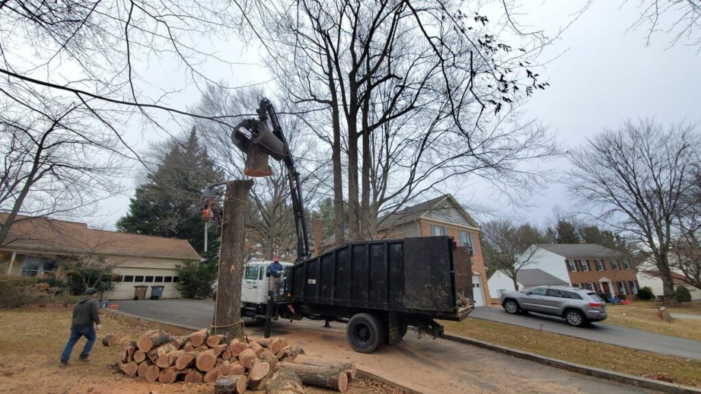 tree removal service Rockville, MD