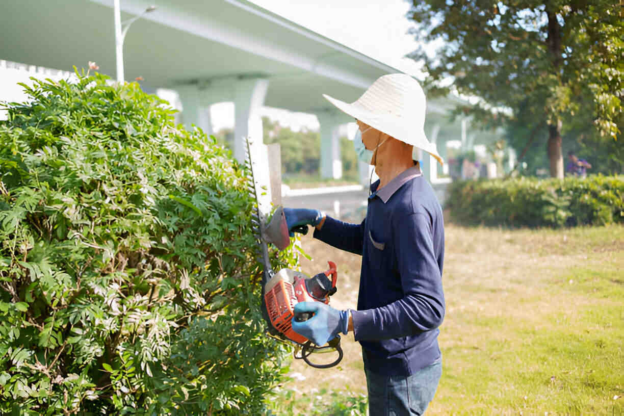 Tree Trimming and Pruning