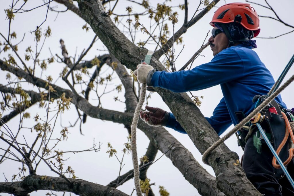 Deadwood Tree Services Rockville