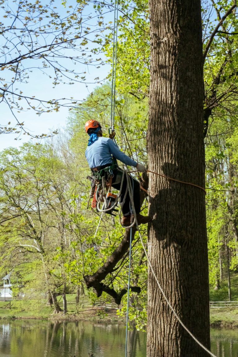 Tree Trimming Rockville md