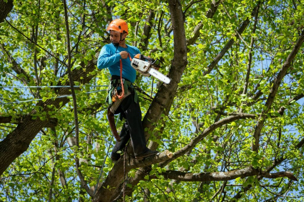 Tree Trimming Service Montgomery