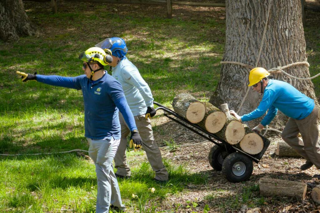 tree service rockville