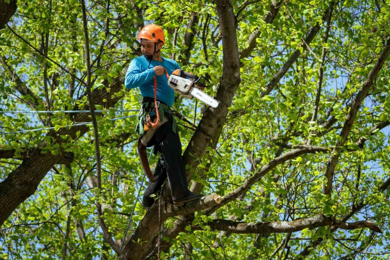 Tree Trimming Service