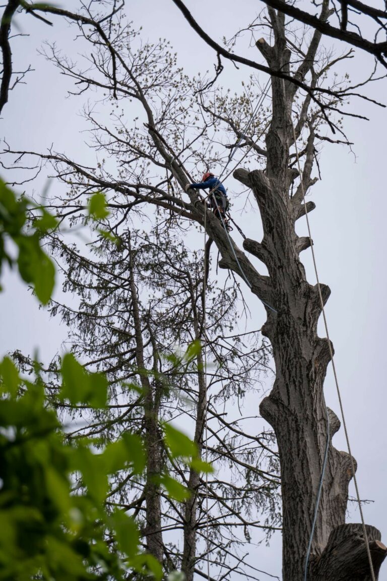 Deadwood Tree Service