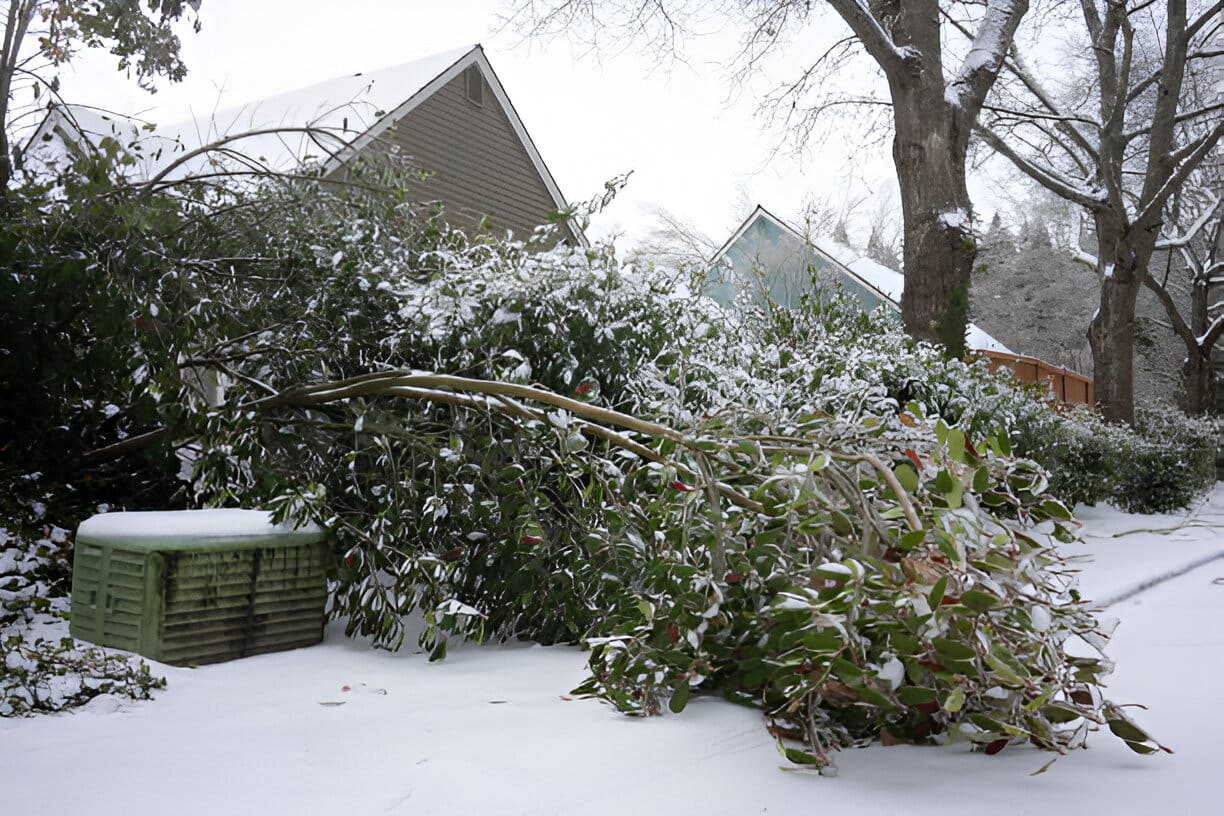 Emergency Tree Issues in Winter